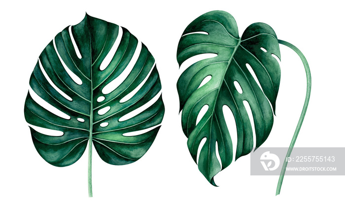 Set of tropical monstera leaves isolated on white. Watercolor illustration.