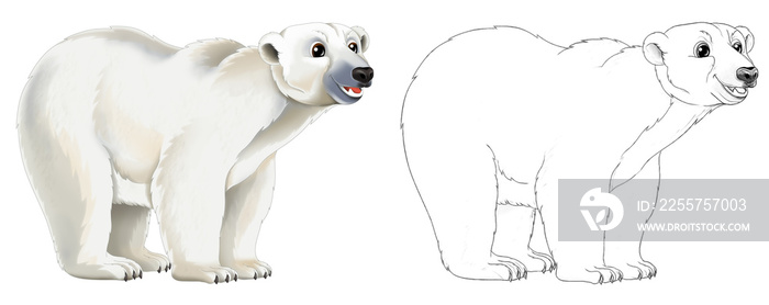 白色背景下北极熊的卡通素描场景-插图