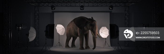 带大象的照相馆。三维渲染