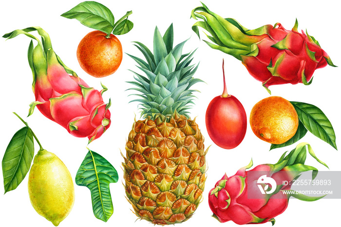 菠萝、橙子、柠檬、火龙果、火龙果果、Tamarillo，一大套热带水果，水彩画