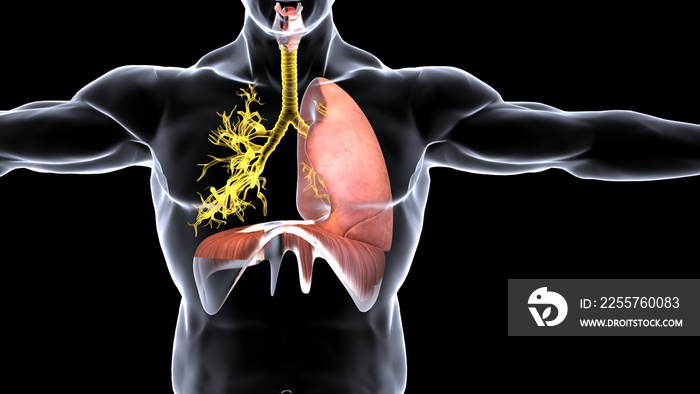 human respiratory system anatomy 3d illustration