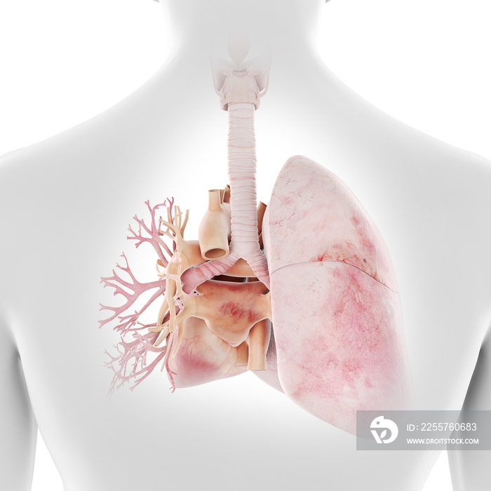 人体心脏和肺部的三维医学精确图示