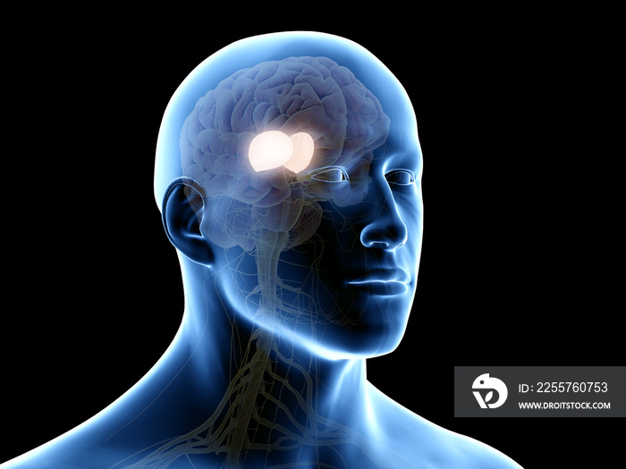 3d rendered medically accurate illustration of the thalamus