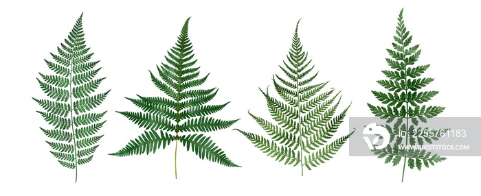 Set of fern leaves isolated on white. Watercolor botanical illustration.