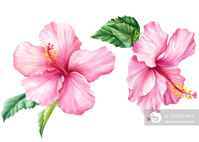 Hibiscus set, isolated white background, watercolor illustration, Pink flower