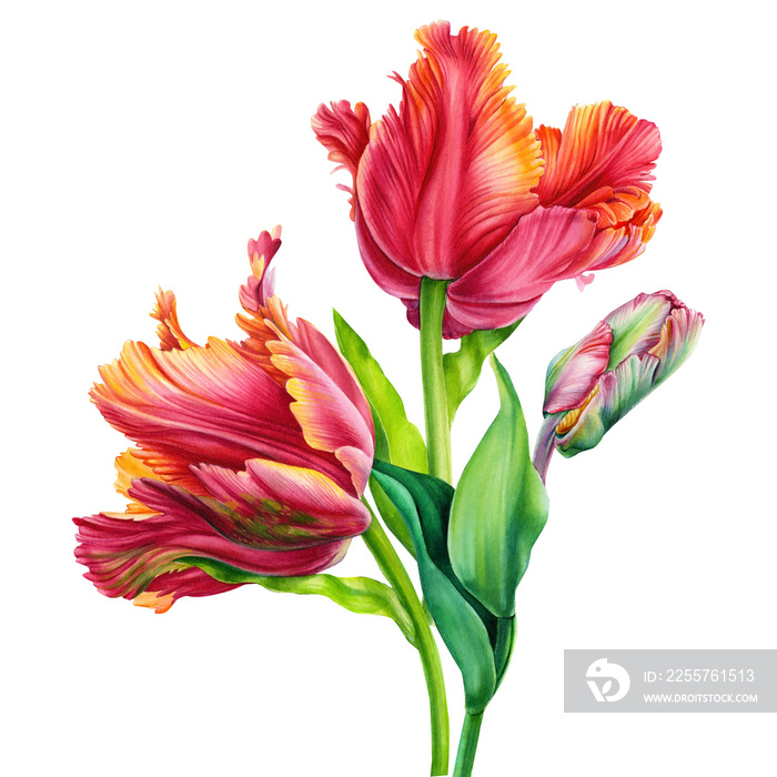 Watercolor floral, colorful tulips on isolated white background, watercolor painting, hand drawing, 