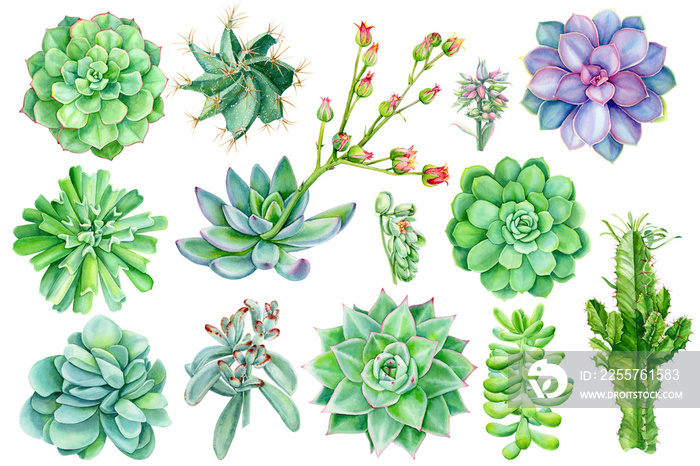 set of succulents, watercolor illustration of botanical painting, flora elements, echeveria, spurge,