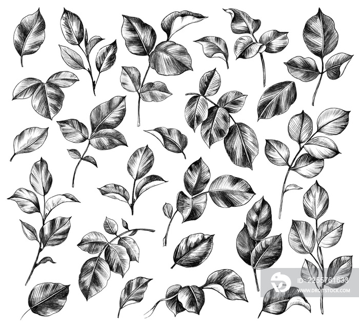 Hand drawn set of Rose Leaves