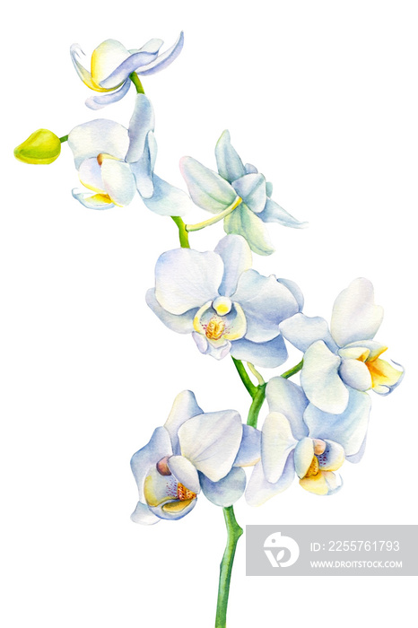 孤立的白色背景上的白色兰花的枝条，水彩插图，花卉设计