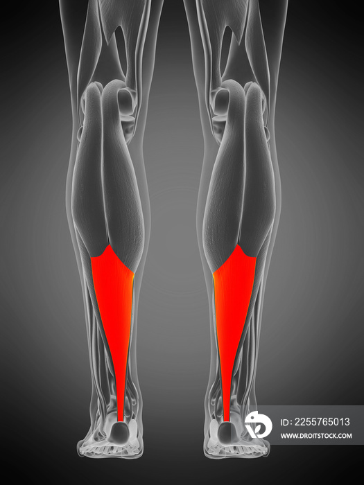 3d渲染医学上精确的肌肉解剖图-跟腱