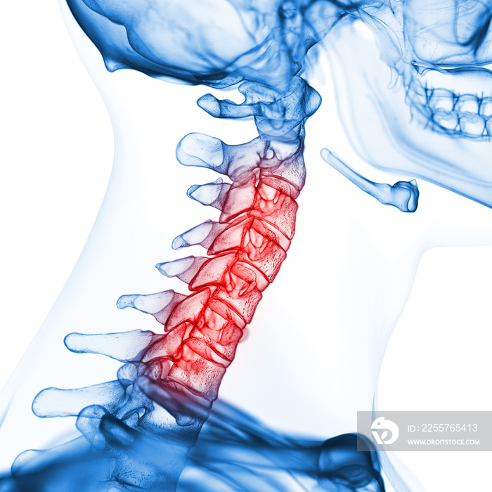 颈椎的三维医学精确图示