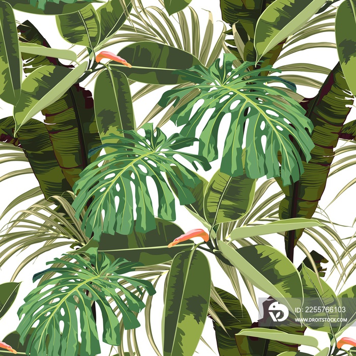 Tropical seamless pattern background with bright palm monstera leaves, ficus,  jungle leaf. White ba