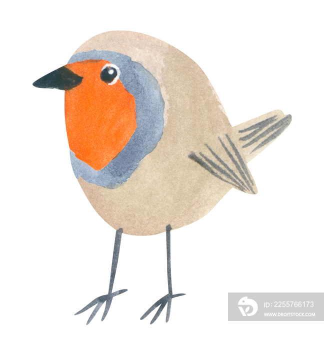 Funny robin bird, hand drawn watercolor illustration