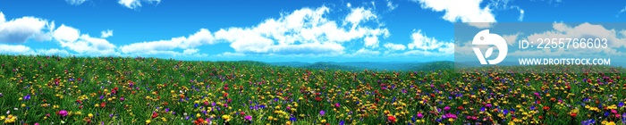 Panorama of a flower meadow, flower hills view, grass and flowers under a blue sky, flowering slope 