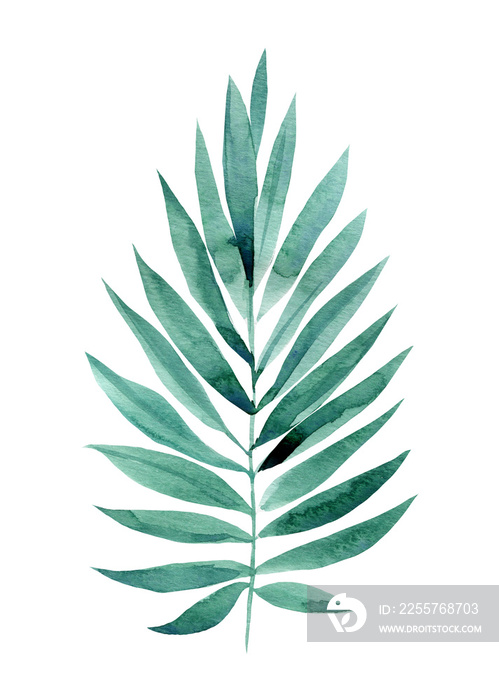 白色背景上的热带棕榈叶水彩插图