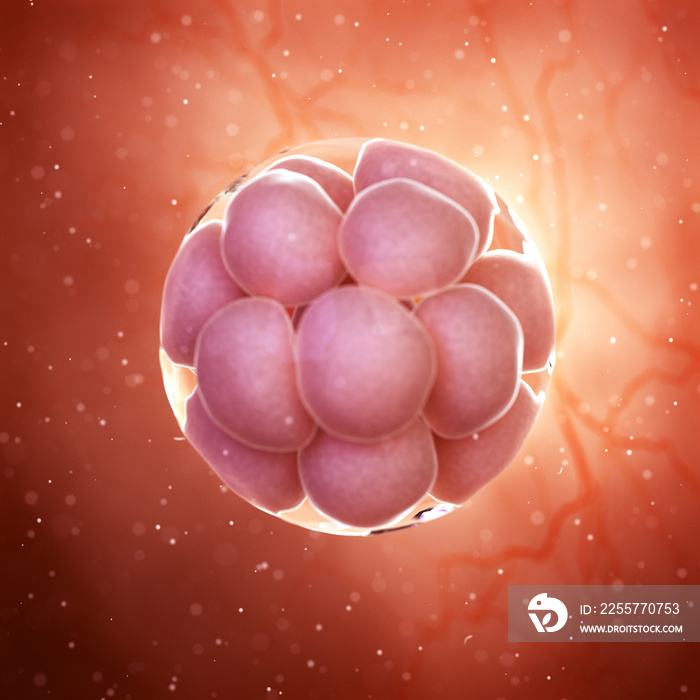 3d rendered medically accurate illustration of a 16 cell stage embryo