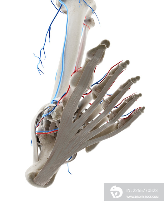 3d rendered medically accurate illustration of the blood vessels of the foot