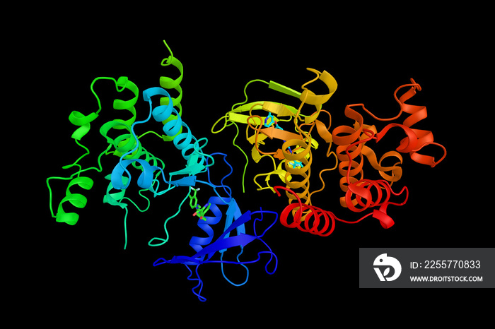 B-Raf, a protein is involved in sending signals inside cells which are involved in directing cell gr