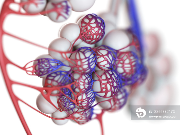 人体肺泡的三维渲染图
