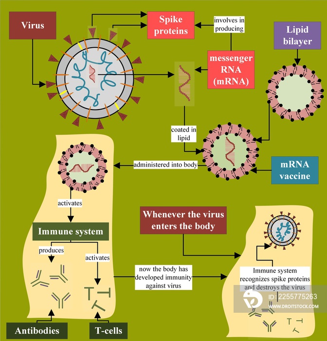 与人体相关的mRNA疫苗机制