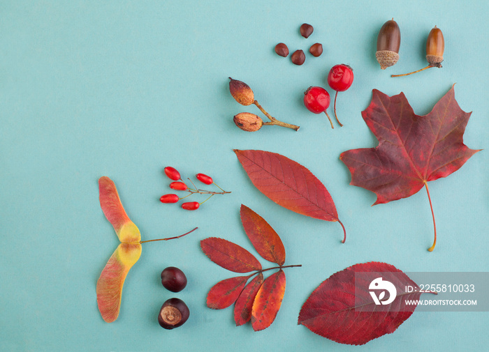 Autumn composition with red fall maple leaves, nuts and berries, autumnal background