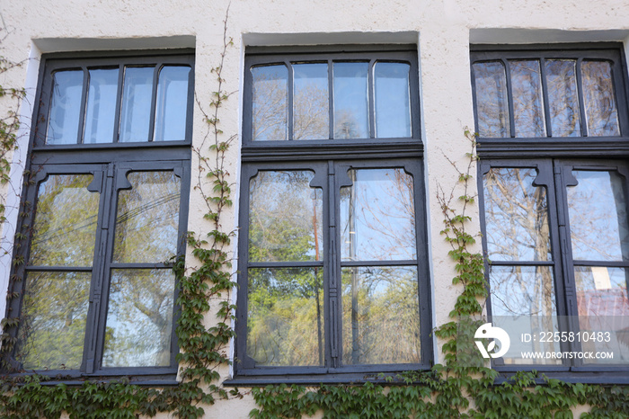 Windows of old house with plants outdoor