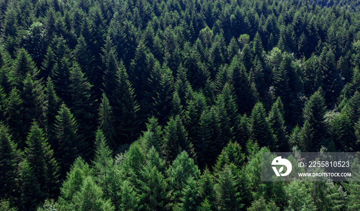 Skole Beskids National Nature Park. Closeup view from drone on forest, mountain. Wallpaper, texture, background