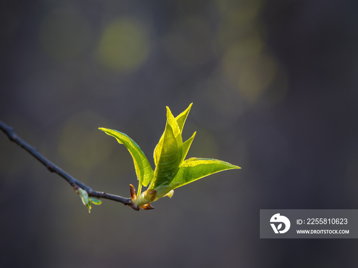 Spring branch with budding tree. Natural spring background