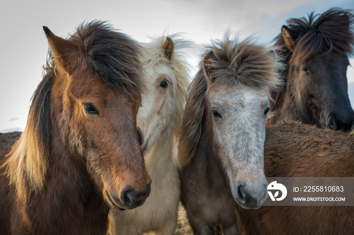 Portrait of beautiful Icelandic horses