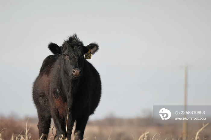 Black angus cow in Texas countryside on beef cattle ranch.