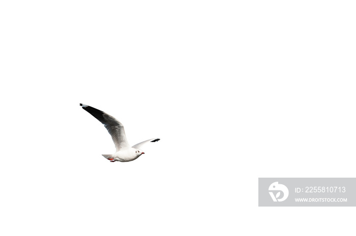 seagull isolated on white