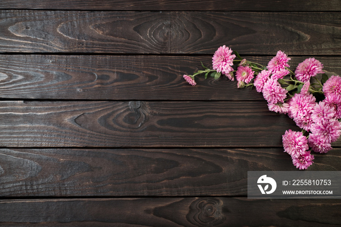 pink chrysanthemums on dark wooden background