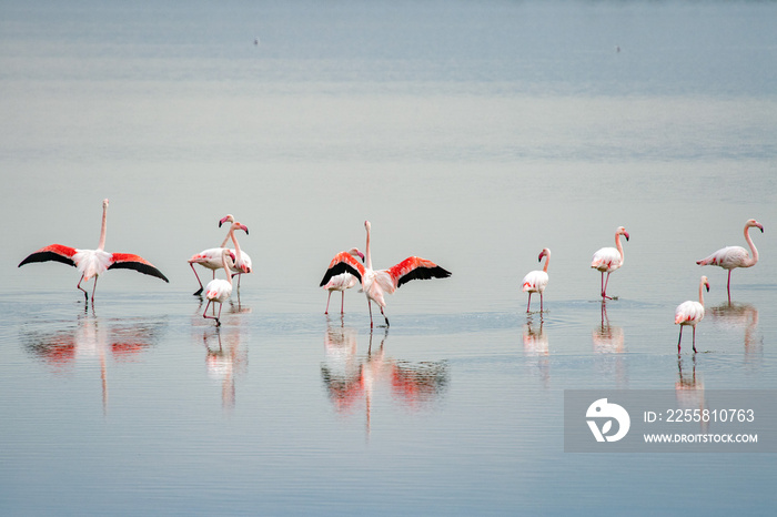 beautiful light on pink flamingo group