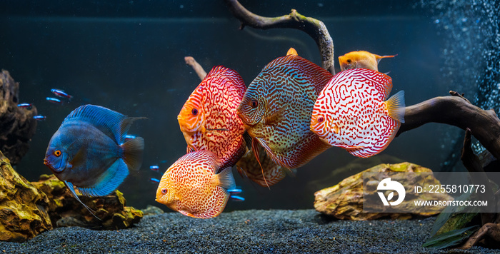 Colorful fish from the spieces Symphysodon discus in aquarium.