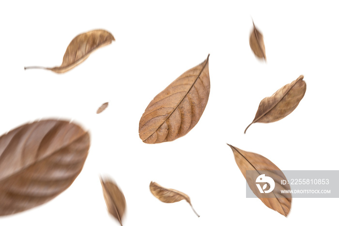 dry leaves flying on white background,motion blur