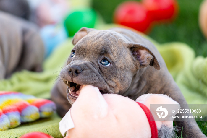 Bully puppies play with toys in the park in summer.