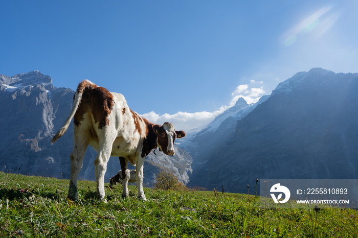 Low angle view of the back of a white-brown cow standing on a green meadow hills, turn to looking at camera while eating grass with beautiful mountain ranges and a clear sky with clouds in background.