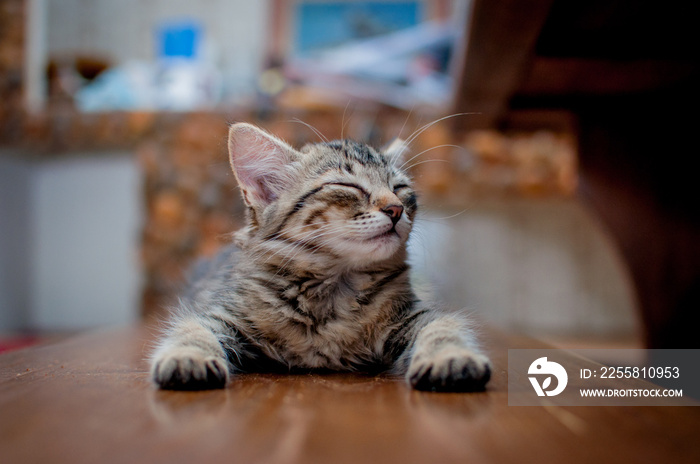 european shorthair cat portrait