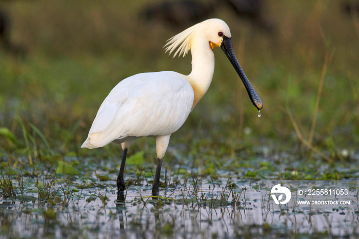 Eurasian spoonbill or common spoonbill, Platalea leucorodia, India