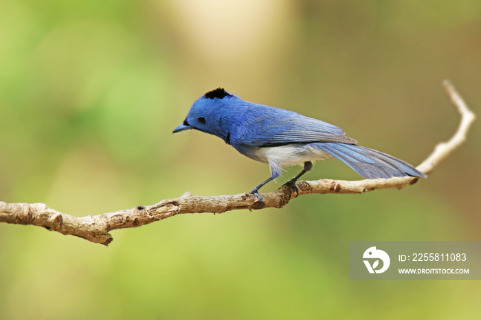 The Black-naped Monarch on a branch in nature