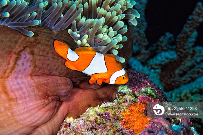 An anemone and it’s Clown fish