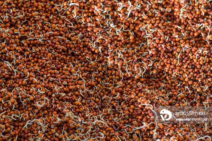 Close up of Finger Millet (Ragi) or kodo or Eleusine coracana Seeds . An ancient cereal crop grown in Africa and Asia.