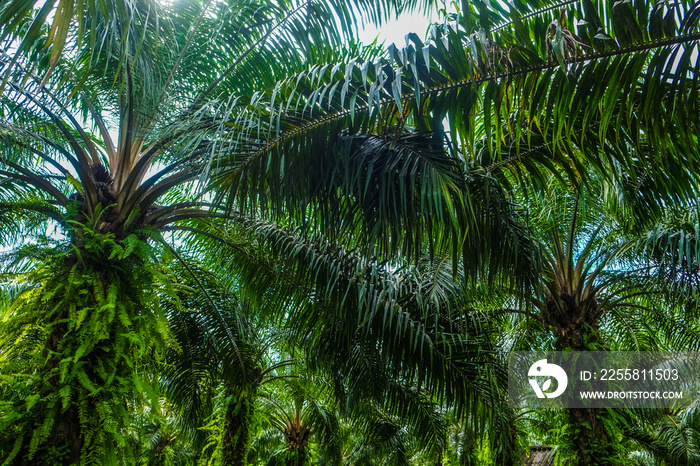 Palm oil plantation in rural southern of Thailand