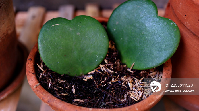 Hoya Kerri, love-shaped cactus planted in pots