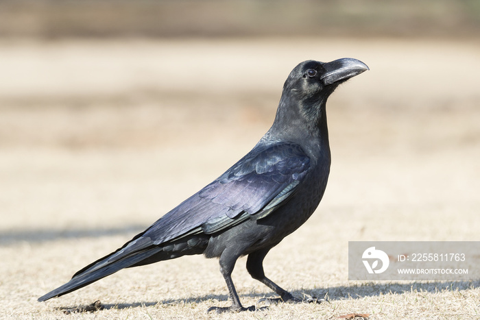 Crow on dried lawn in winter.