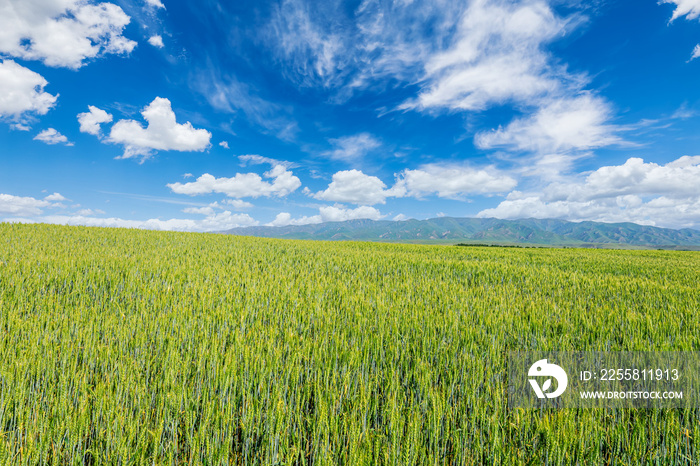 Green wheat fields and mountain natural scenery in Xinjiang, China.