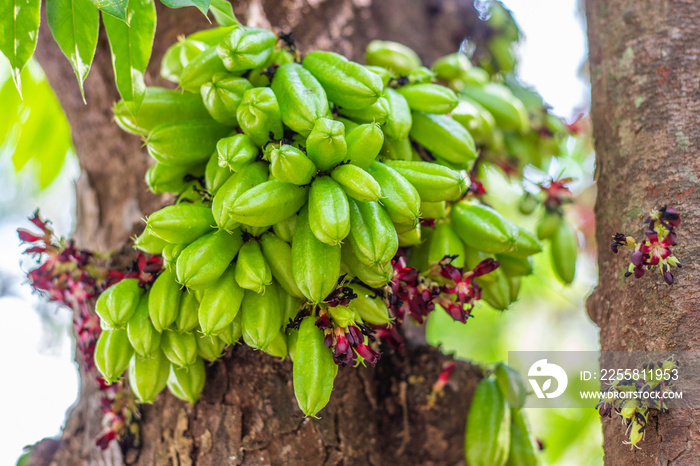 Closeup fresh green raw fruits of Bilimbi, Bilimbing, Cucumber tree, Tree sorrel (Averrhoa Bilimbi L.) hanging on trunk of tree in the fruits garden