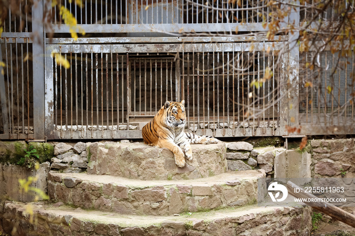 Cute tiger in zoological garden