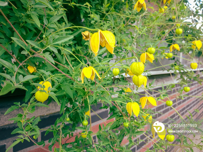 Yellow flowers of Clematis tangutica, also known as the golden clematis