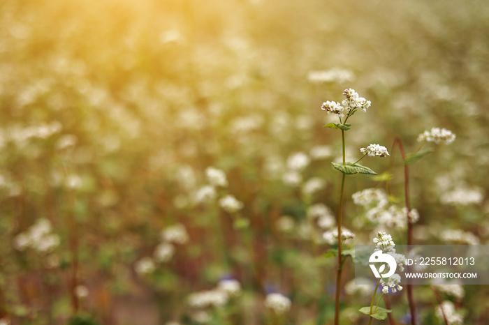 Buckwheat flowers blowing in the wind. Blooming buckwheat crops in field, close up of cultivated plantation. Field of buckwheat and buckwheat plants. Buckwheat agriculture.